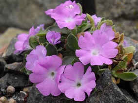 Primula allionii HNG12